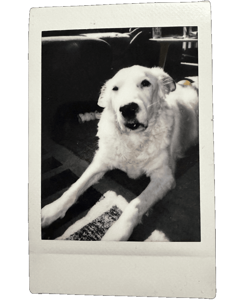 Dog