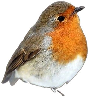 Robin